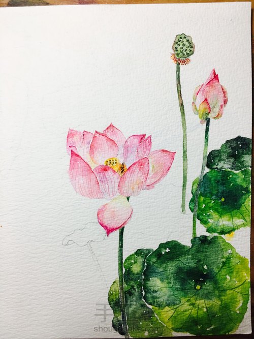 荷花 第8步