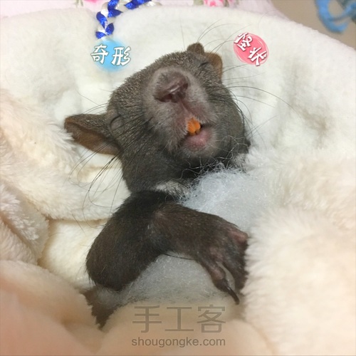 给魔王松鼠钩的小帽儿 第17步