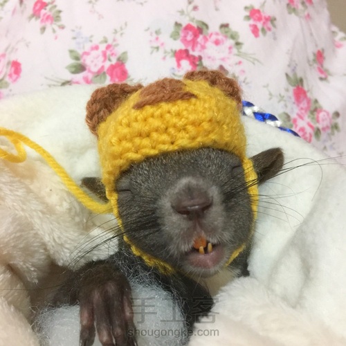 给魔王松鼠钩的小帽儿 第20步