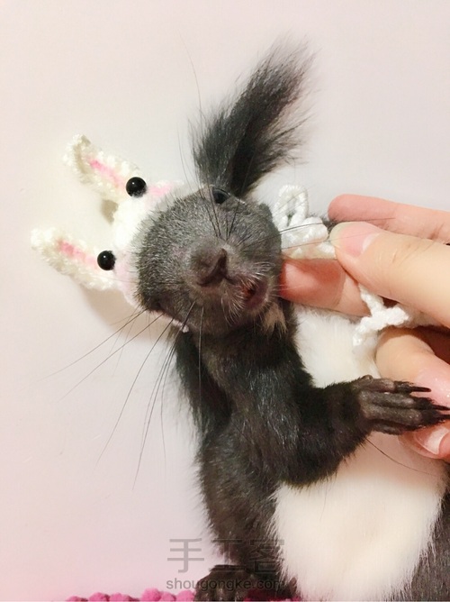 给魔王松鼠钩的小帽儿 第22步