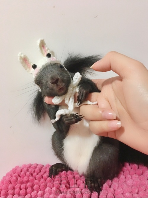 给魔王松鼠钩的小帽儿 第23步