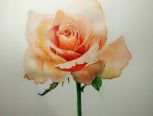 手绘水彩玫瑰