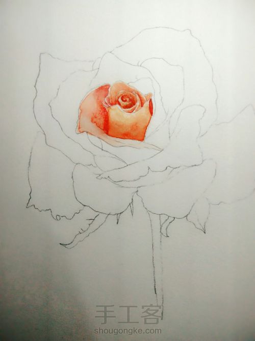 手绘水彩玫瑰 第3步