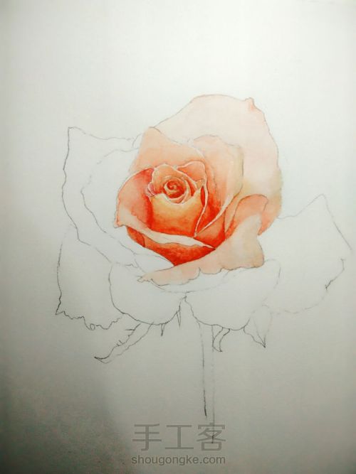 手绘水彩玫瑰 第4步