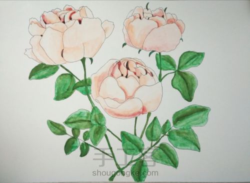 水彩玫瑰🌹 第3步