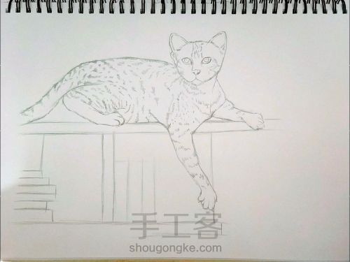 手绘彩铅猫咪 第1步