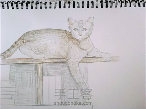 手绘彩铅猫咪 第2步