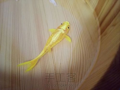 转发这盆锦鲤，因为它是画的 第14步