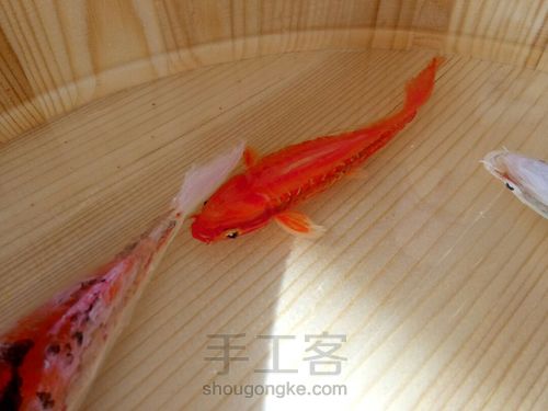 转发这盆锦鲤，因为它是画的 第18步