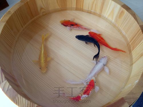 转发这盆锦鲤，因为它是画的 第21步