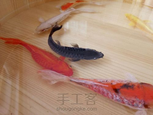 转发这盆锦鲤，因为它是画的 第23步