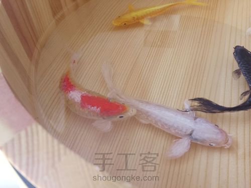 转发这盆锦鲤，因为它是画的 第24步