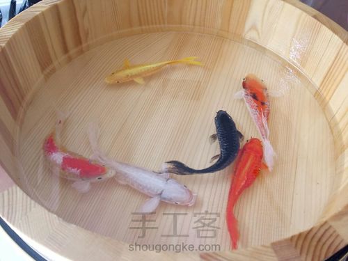 转发这盆锦鲤，因为它是画的 第25步