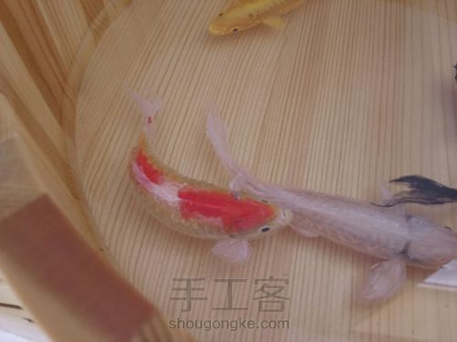 转发这盆锦鲤，因为它是画的 第28步