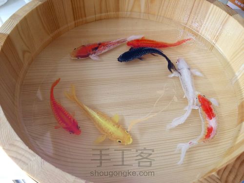 转发这盆锦鲤，因为它是画的 第30步