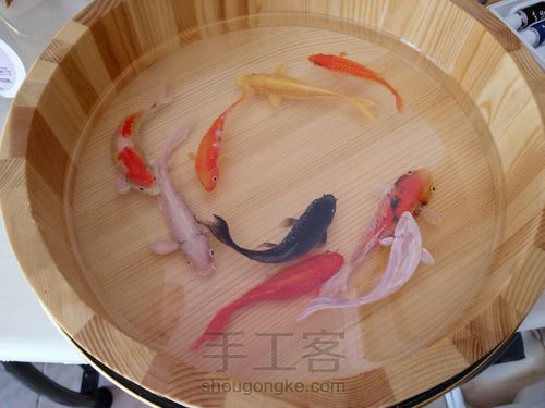 转发这盆锦鲤，因为它是画的 第33步