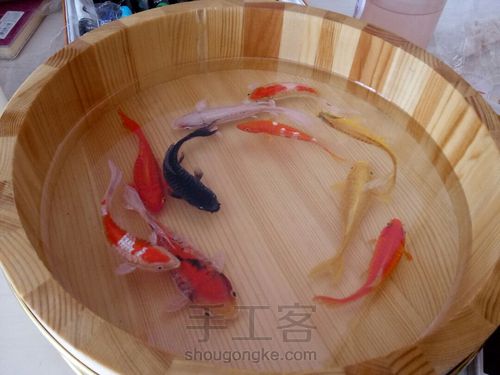 转发这盆锦鲤，因为它是画的 第41步