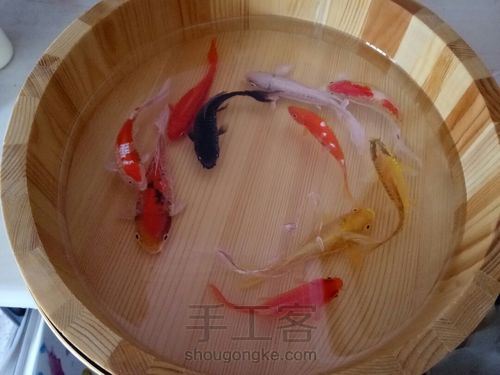 转发这盆锦鲤，因为它是画的 第42步