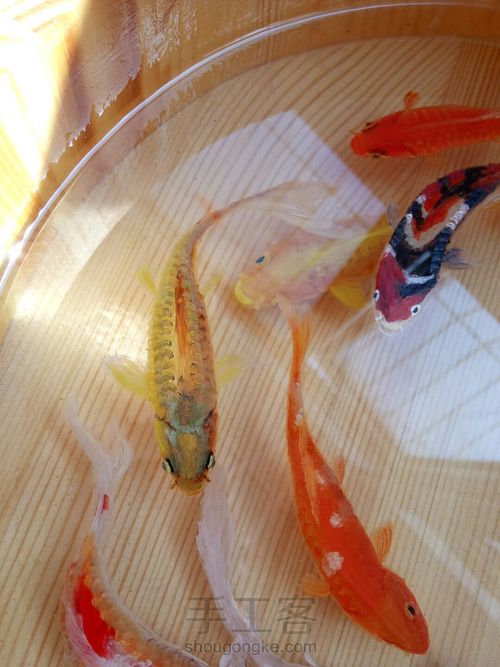 转发这盆锦鲤，因为它是画的 第46步