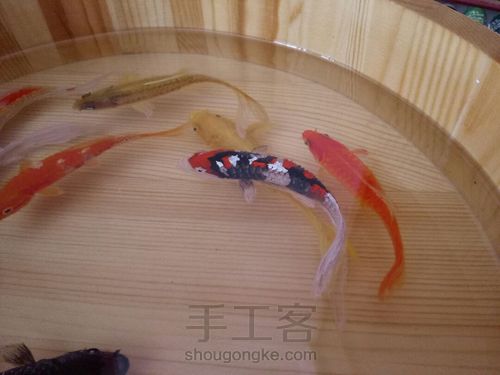 转发这盆锦鲤，因为它是画的 第51步