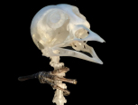 自然死亡麻雀骨骼标本