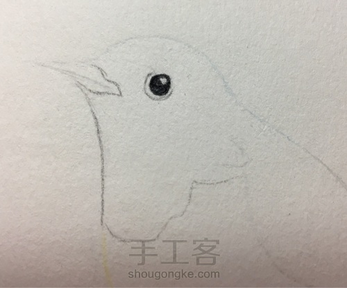 彩铅小鸟-北红尾鸲 第5步
