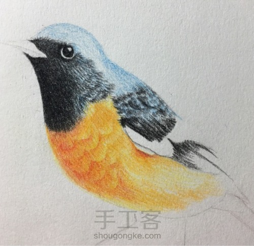彩铅小鸟-北红尾鸲 第10步