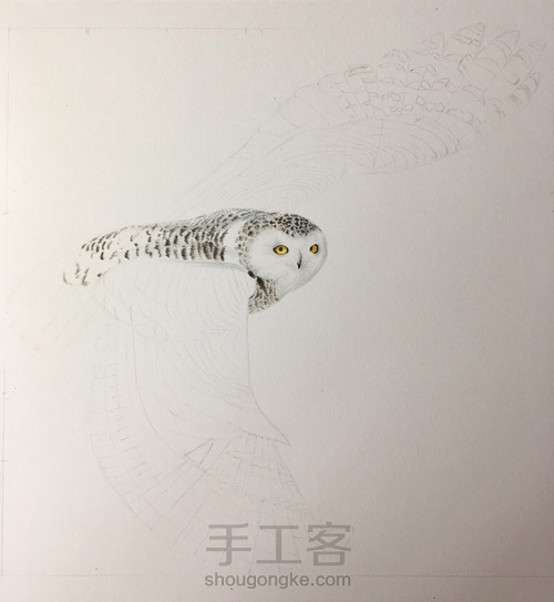 彩铅雪鸮 第6步