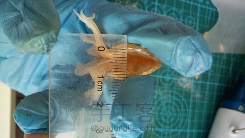 立体热缩金鱼 第15步