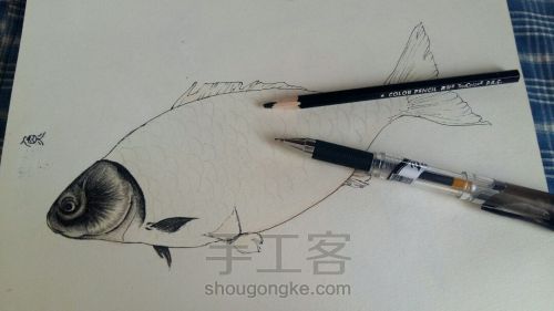 彩铅手绘：教你画一条鲜活的鱼 第2步