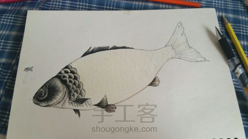 彩铅手绘：教你画一条鲜活的鱼 第3步