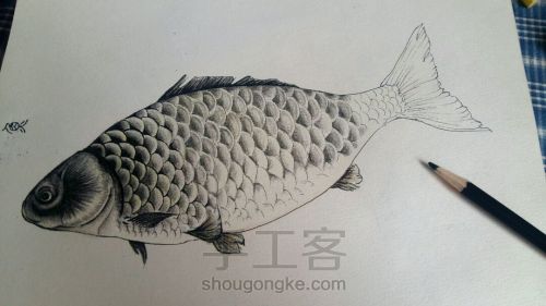 彩铅手绘：教你画一条鲜活的鱼 第4步