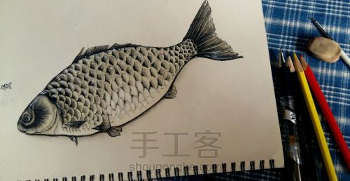 彩铅手绘：教你画一条鲜活的鱼 第6步
