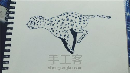 简笔画：奔跑的小猎豹 第9步