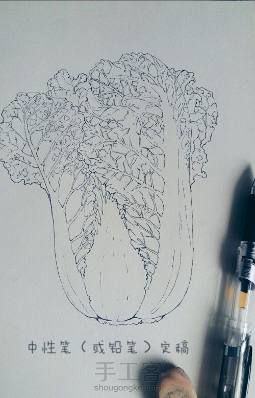 彩铅手绘：一颗热爱生活的大白菜 第2步