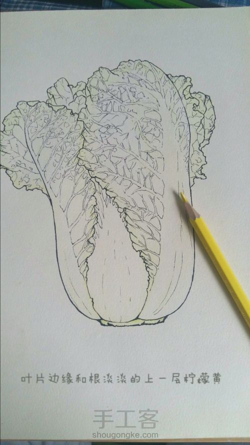 彩铅手绘：一颗热爱生活的大白菜 第3步
