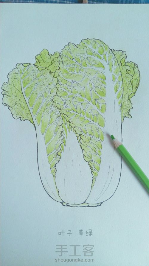 彩铅手绘：一颗热爱生活的大白菜 第4步