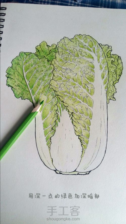 彩铅手绘：一颗热爱生活的大白菜 第5步