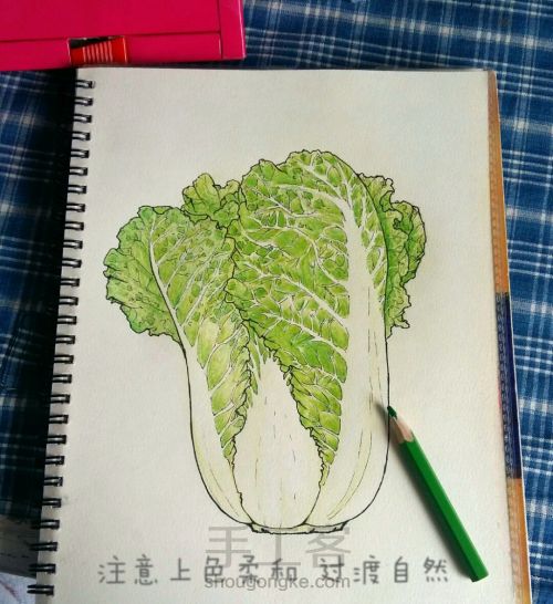 彩铅手绘：一颗热爱生活的大白菜 第6步