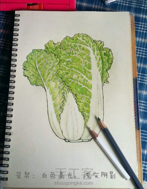 彩铅手绘：一颗热爱生活的大白菜 第7步