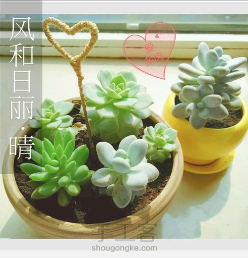 多肉植物的分株、扦插 第10步