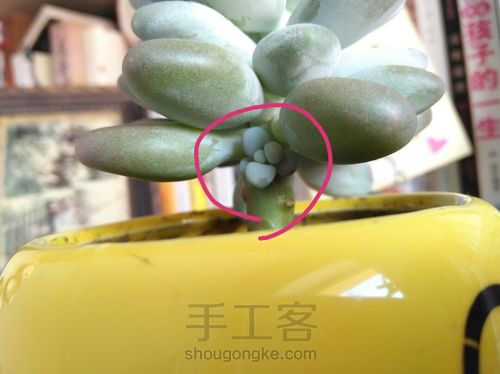 多肉植物的分株、扦插 第2步