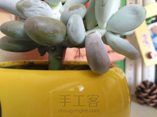 多肉植物的分株、扦插 第3步