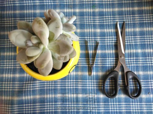 多肉植物的分株、扦插 第4步