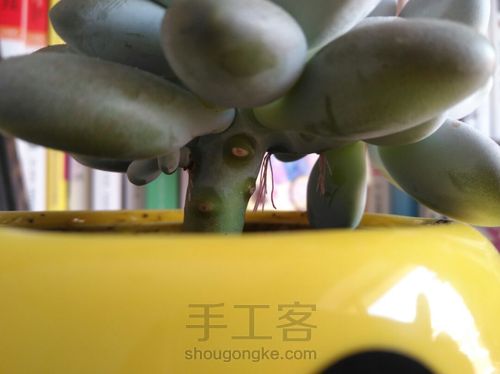 多肉植物的分株、扦插 第5步