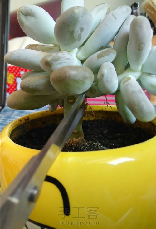 多肉植物的分株、扦插 第6步