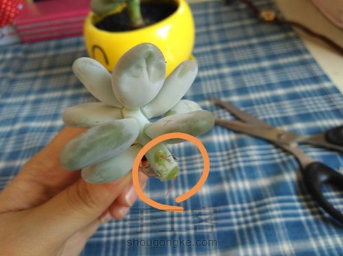 多肉植物的分株、扦插 第7步