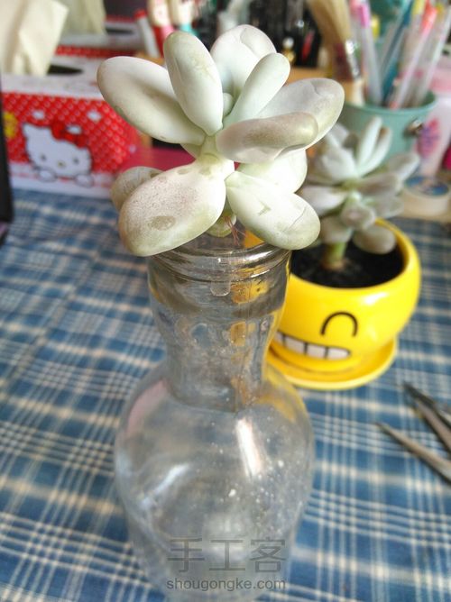 多肉植物的分株、扦插 第8步