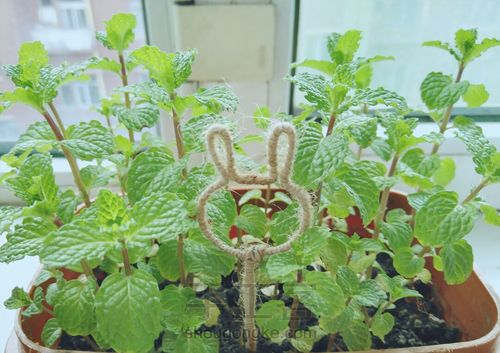缠绕～花盆里的小装饰 第20步
