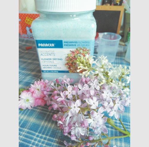 留住花开，凝固时间（花朵标本） 第1步